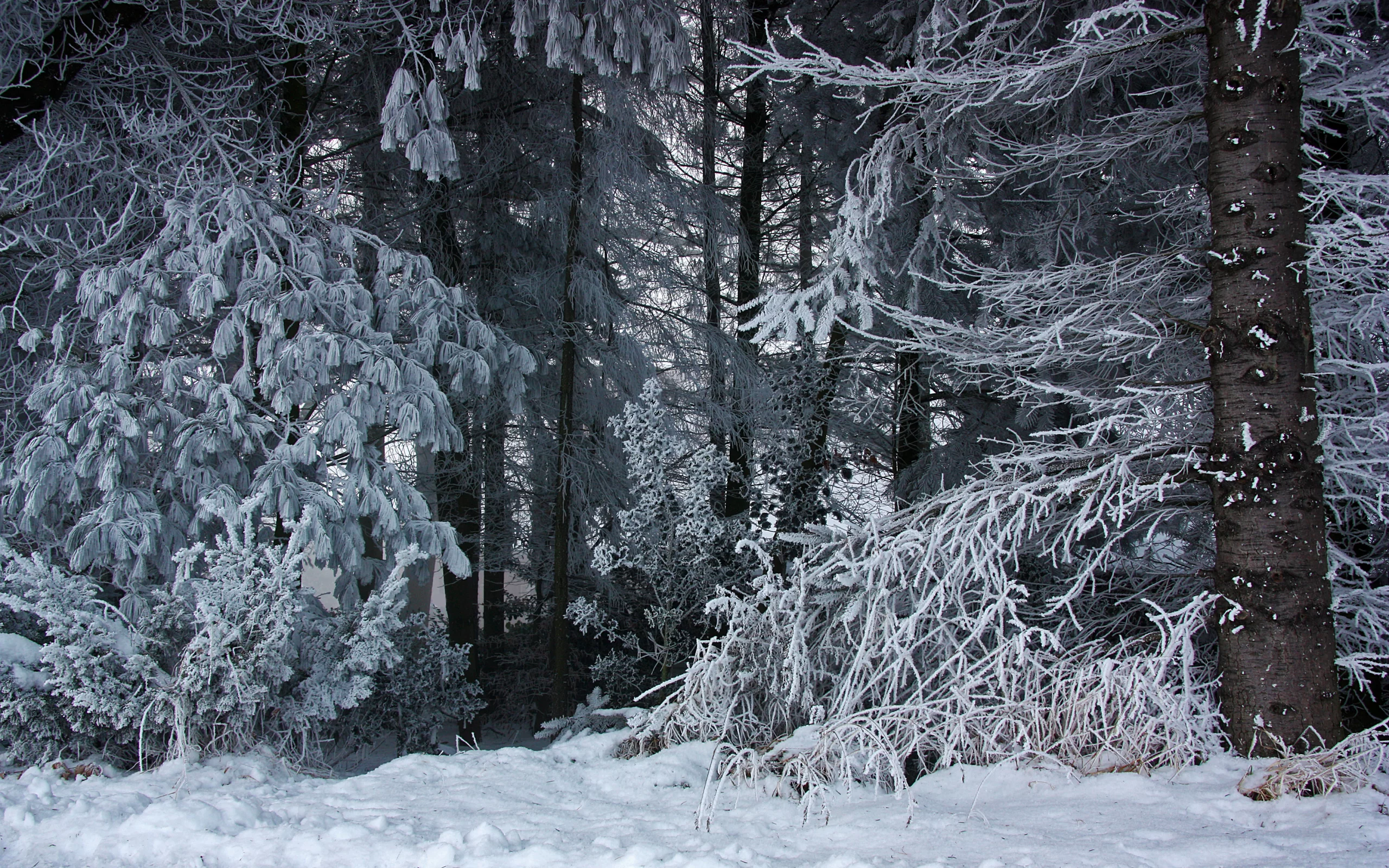 зима, лес, снег, природа
