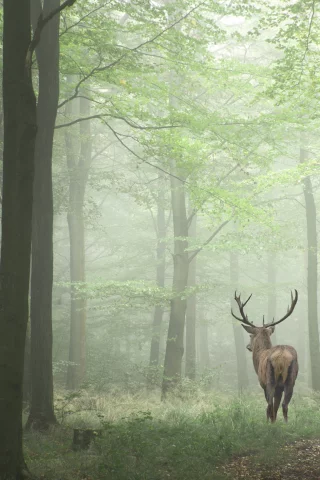 олень, лес, деревья, природа, пейзаж