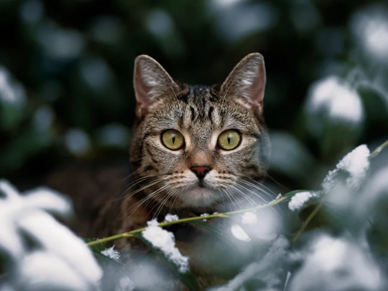 кошка, животные, взгляд