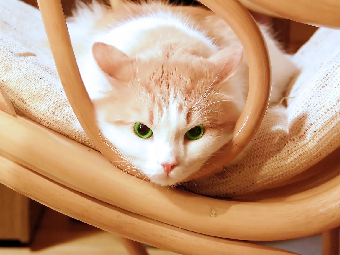 котёнок, взгляд, усы