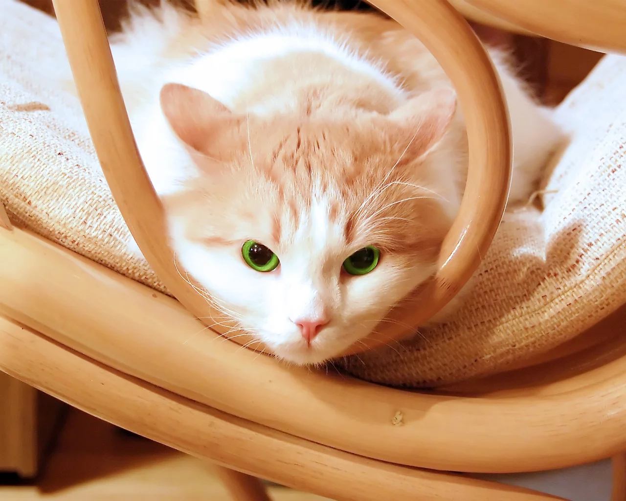 котёнок, взгляд, усы