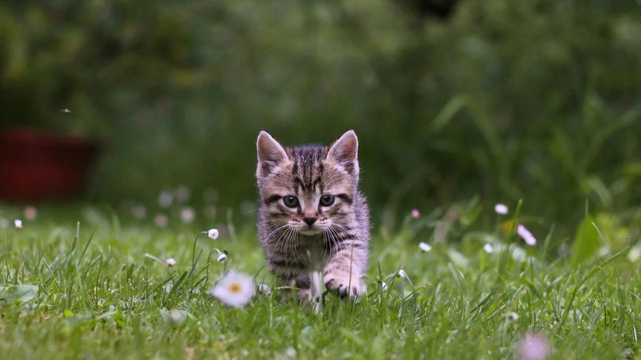 котёнок, природа, трава