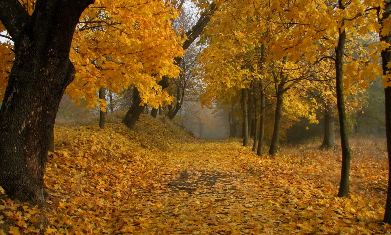 деревья, парк, осень, листопад