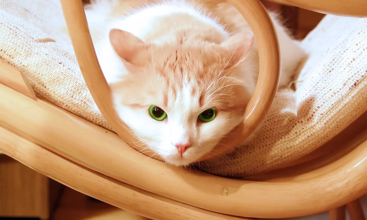 котёнок, взгляд, усы