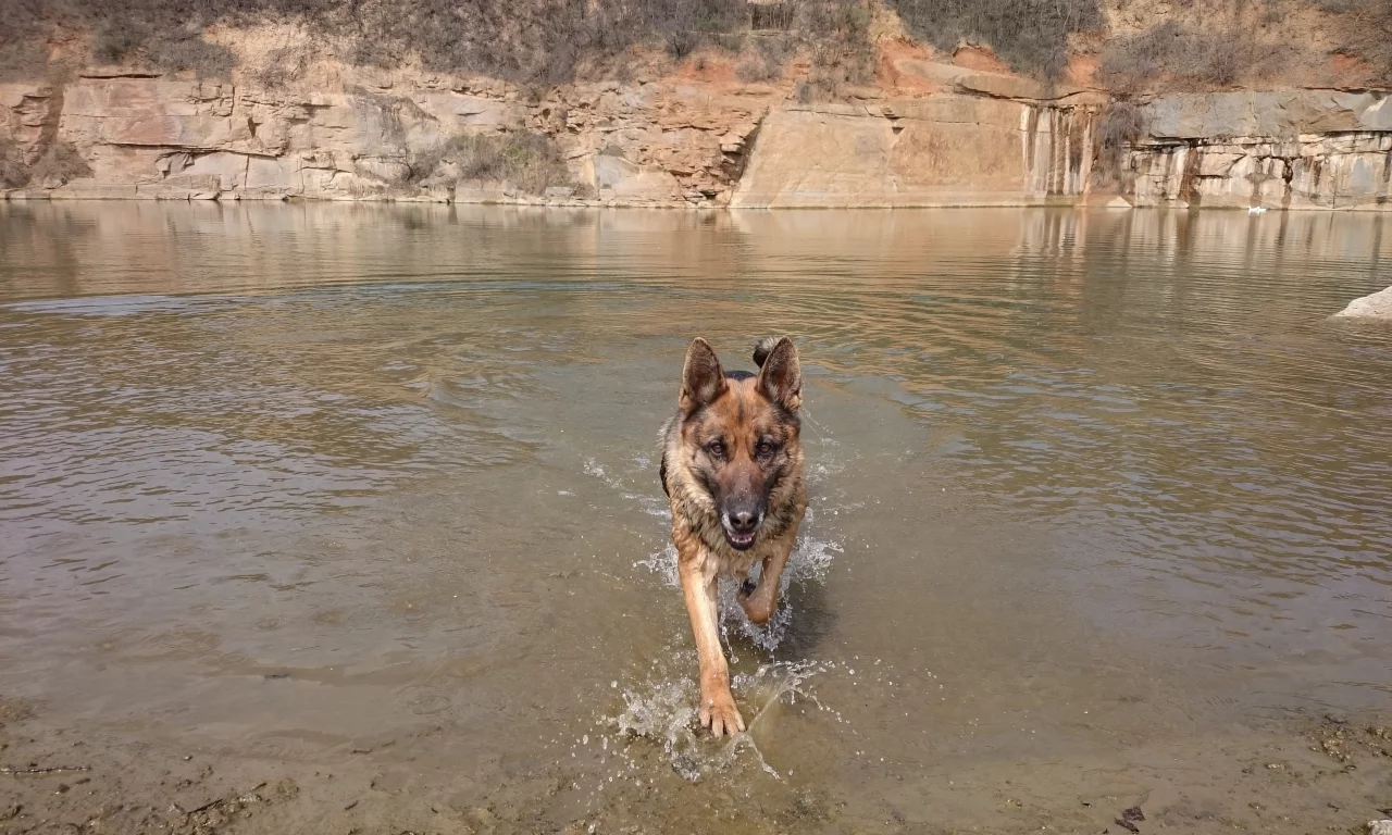 собака, вода