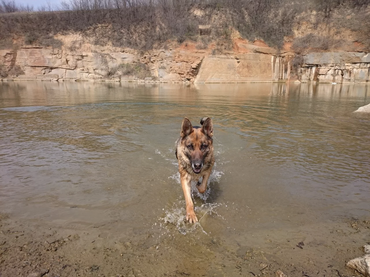 собака, вода