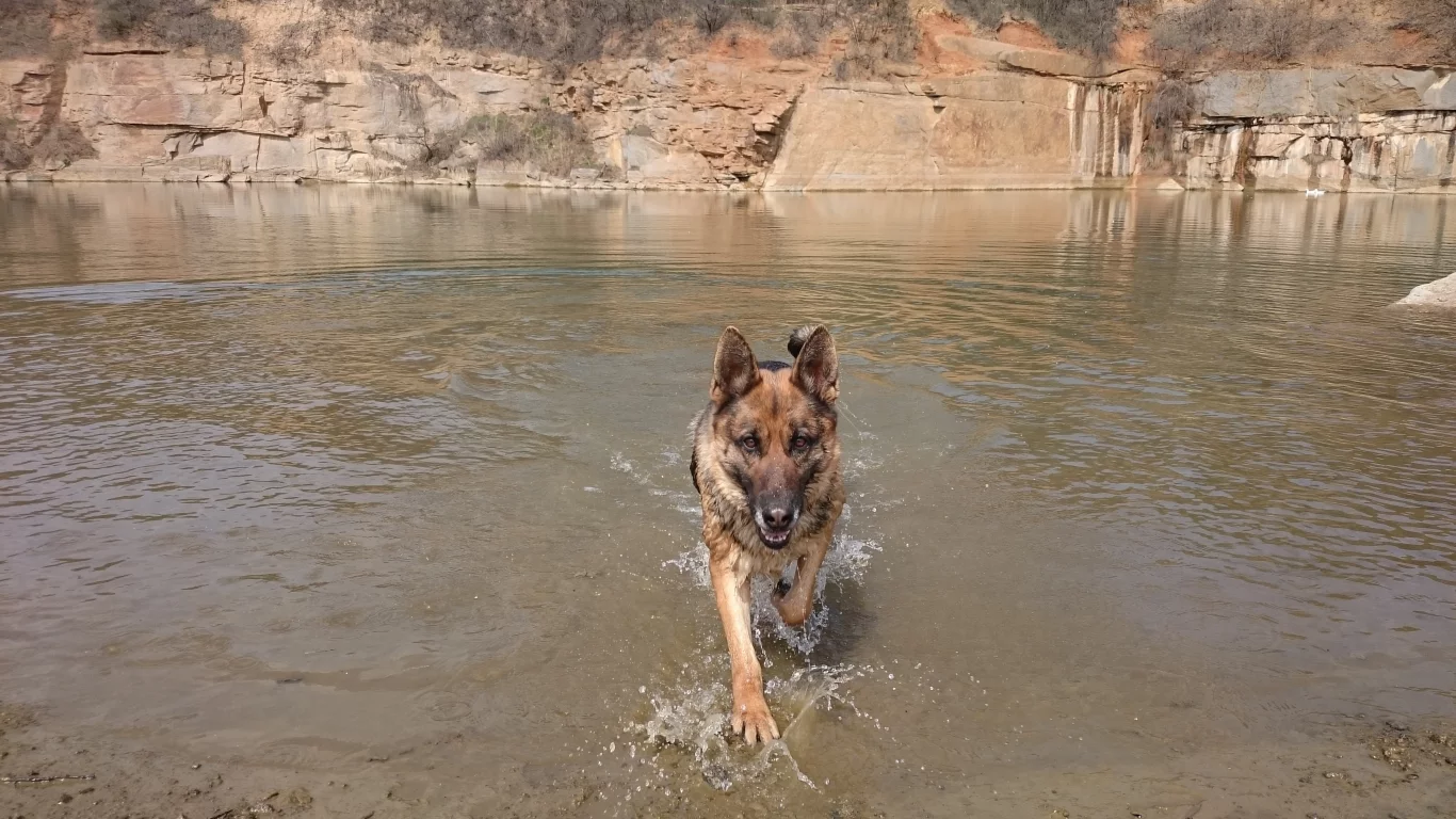 собака, вода