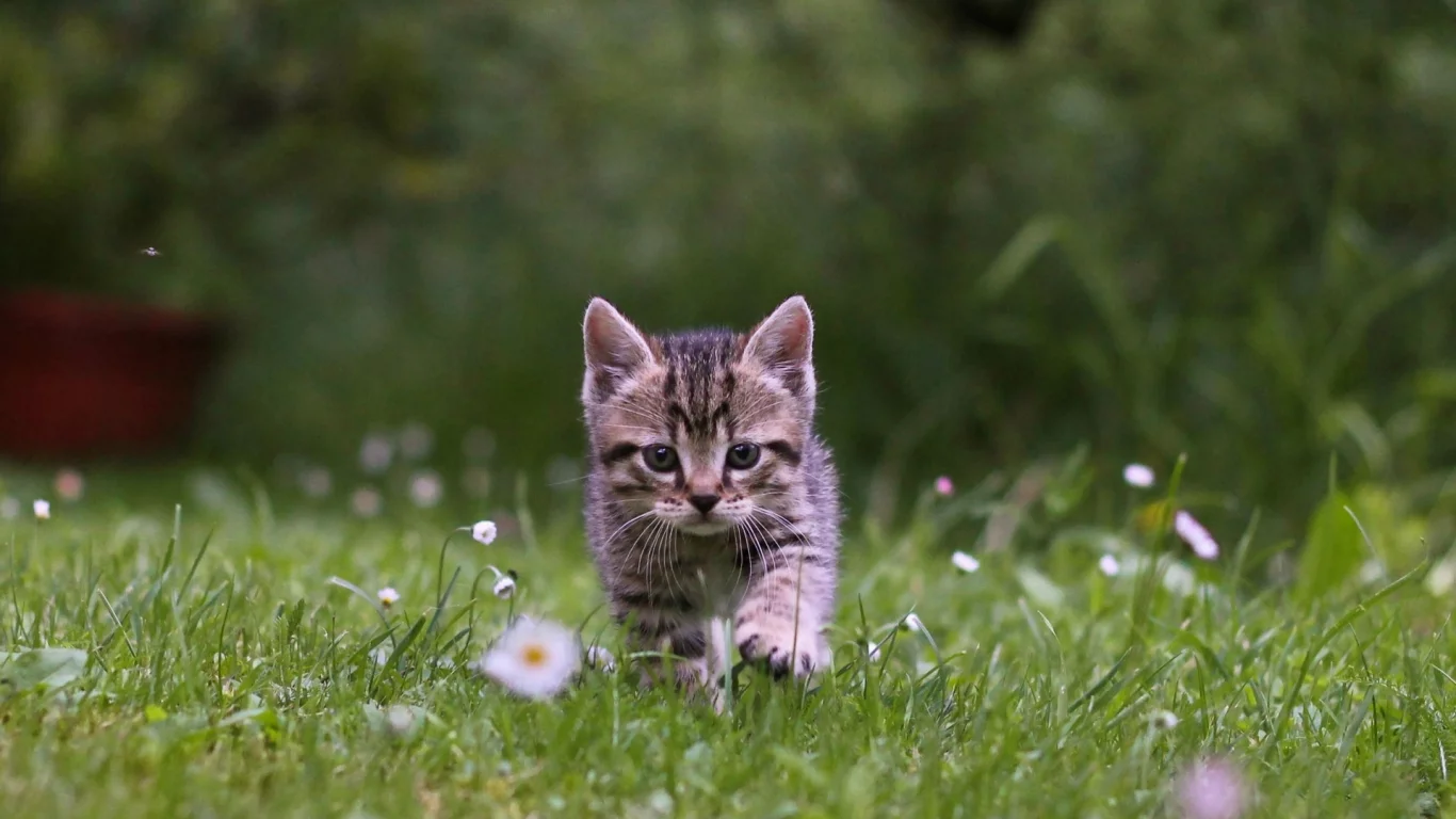 котёнок, природа, трава