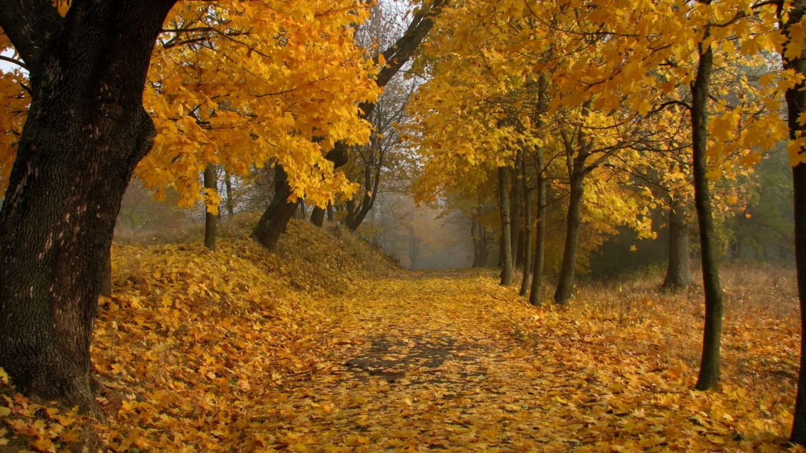 деревья, парк, осень, листопад