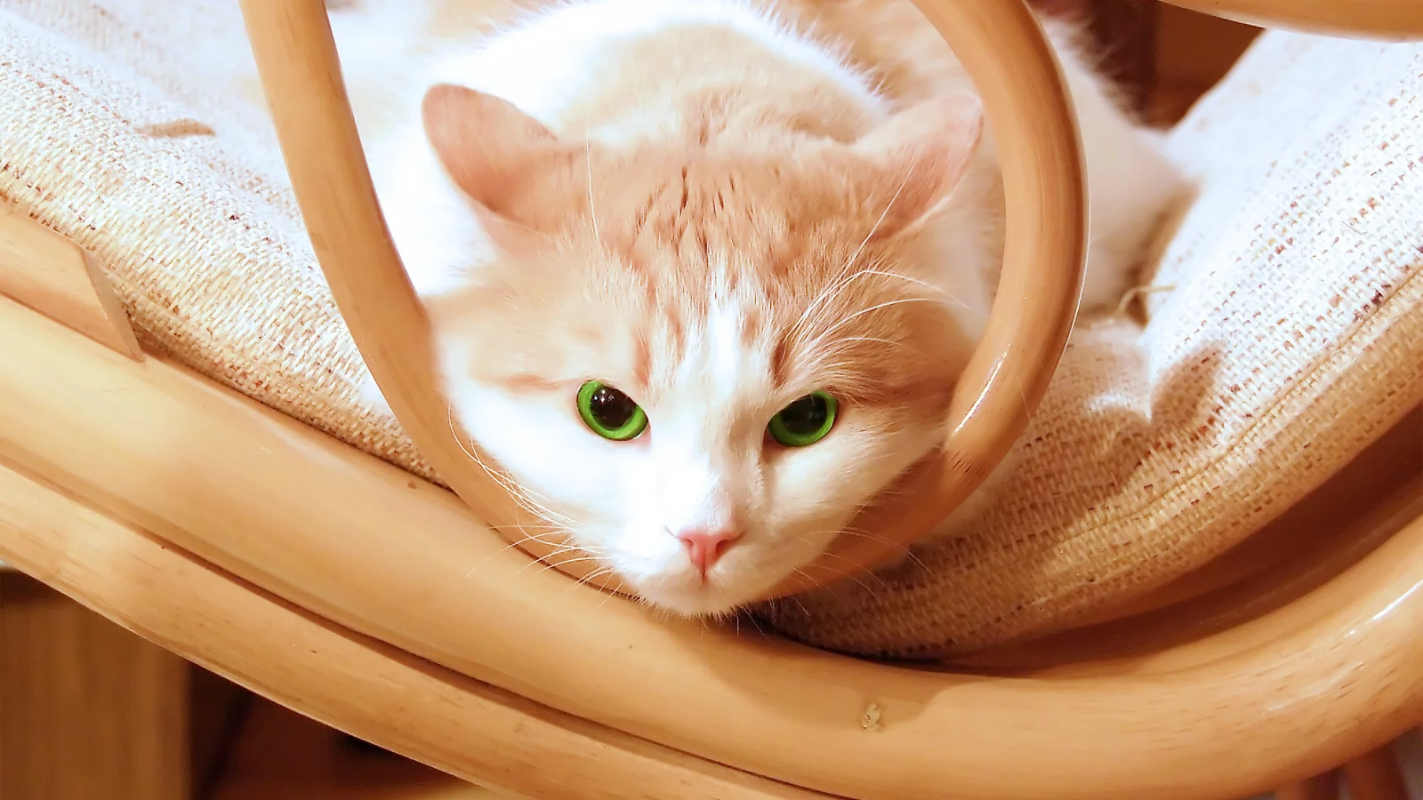 котёнок, взгляд, усы