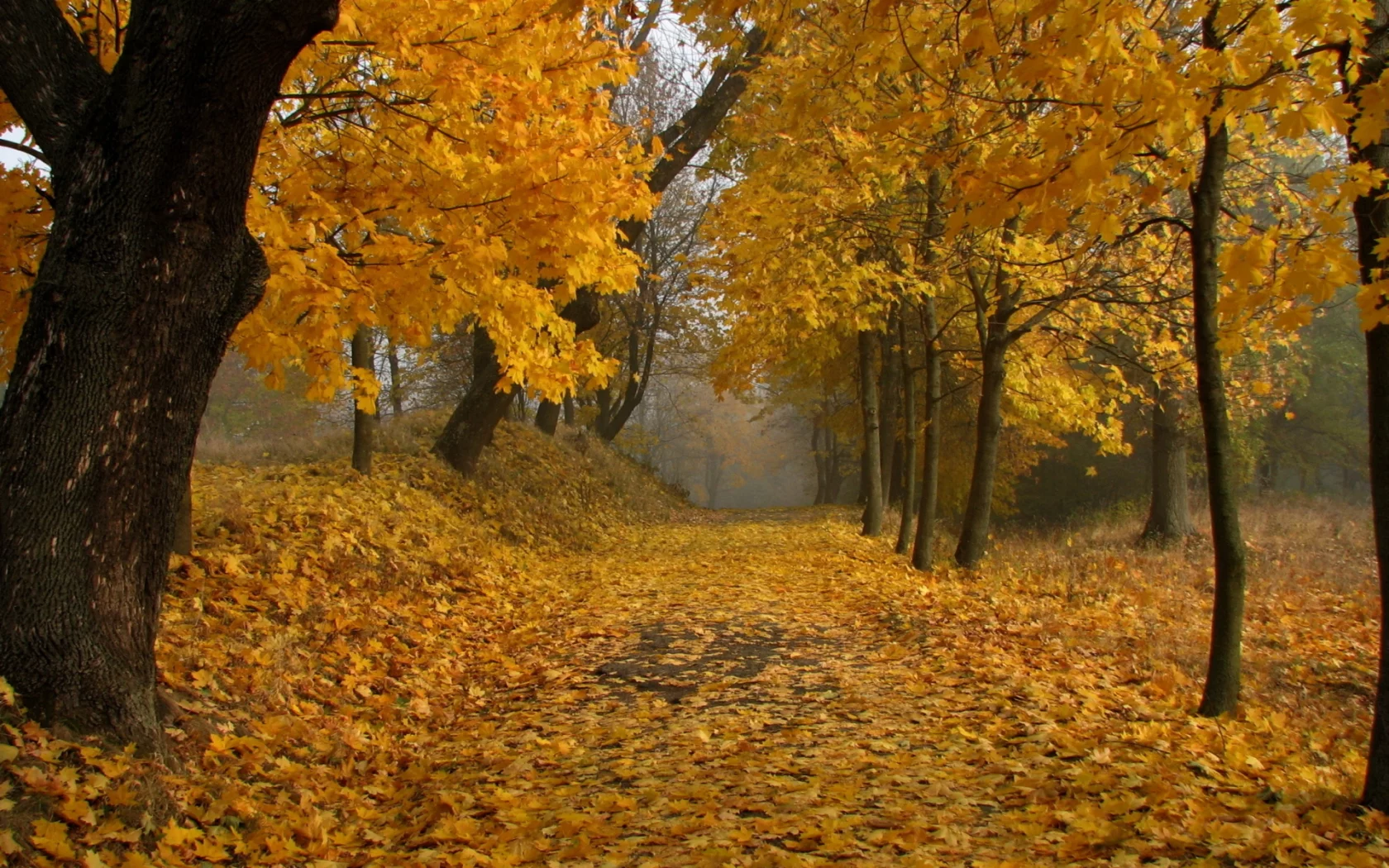 деревья, парк, осень, листопад