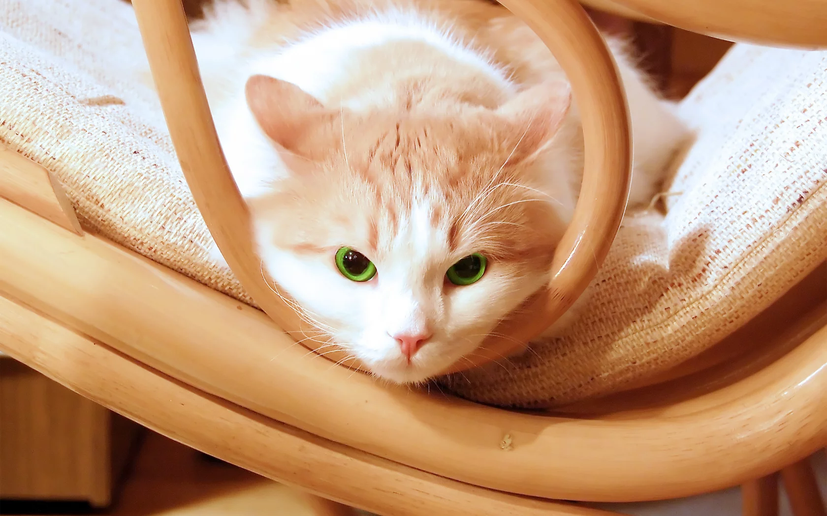 котёнок, взгляд, усы
