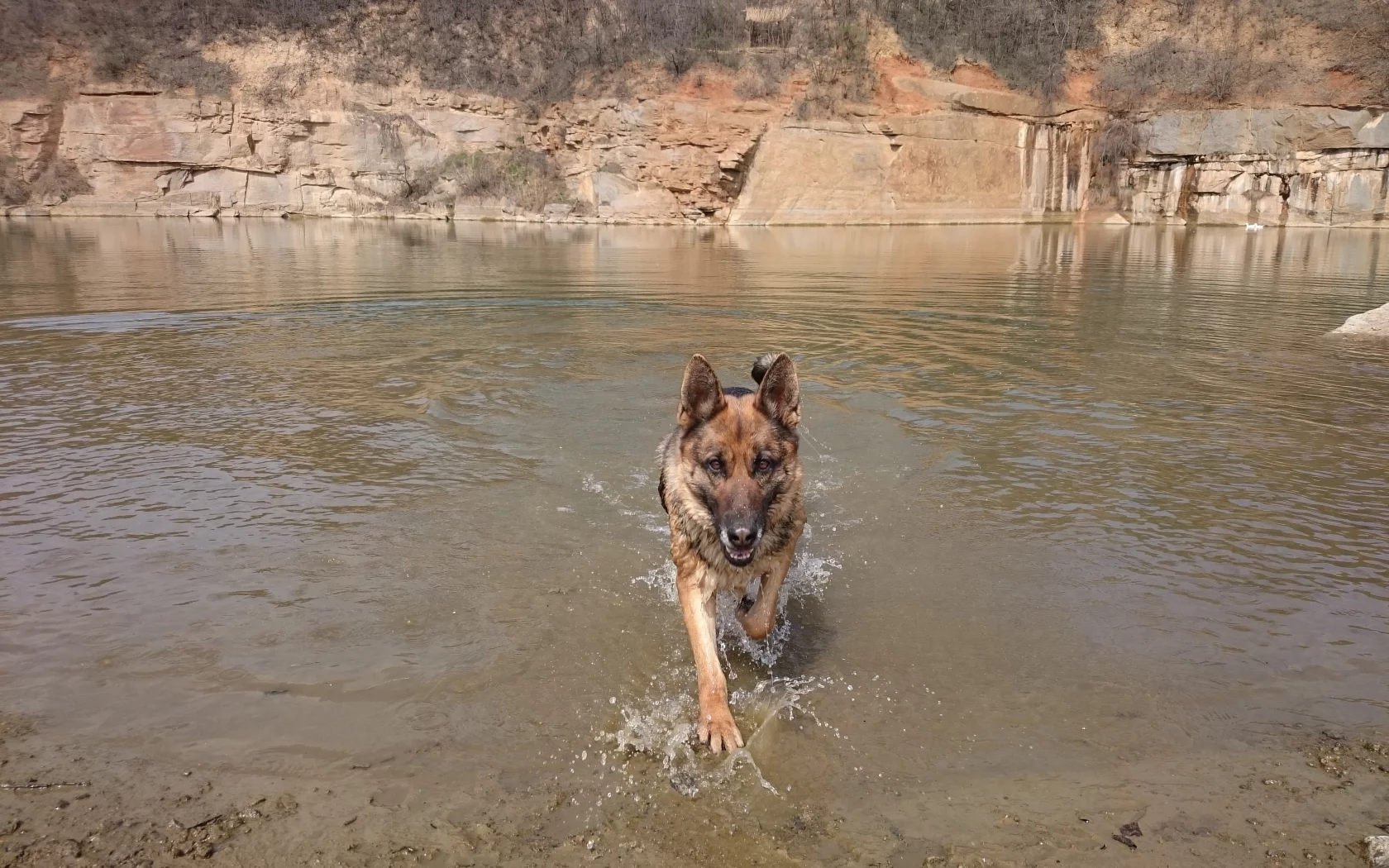 собака, вода