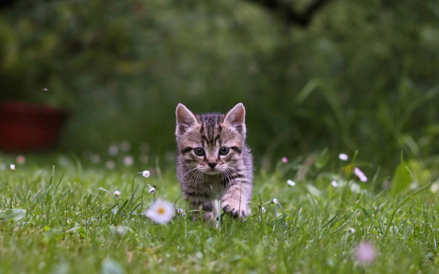 котёнок, природа, трава