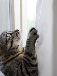 кот, занавеска