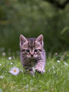 котёнок, природа, трава