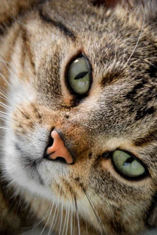 кот, взгляд, усы