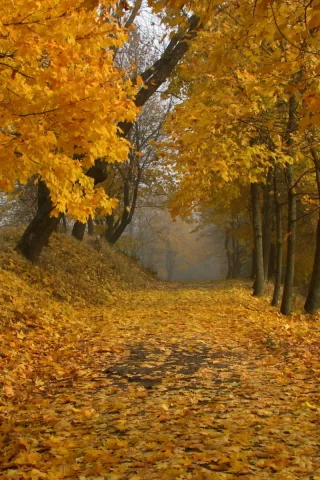 деревья, парк, осень, листопад