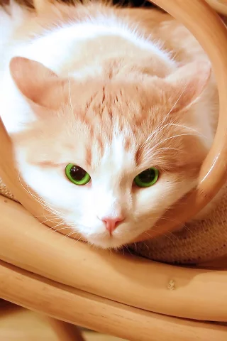 котёнок, взгляд, усы