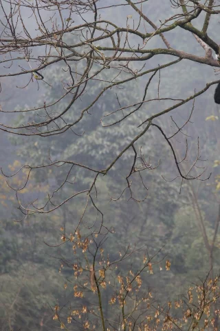 панда, спит, дерево