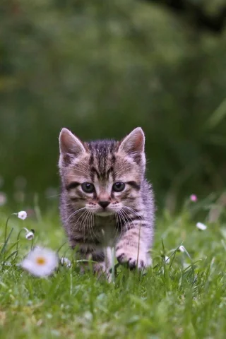 котёнок, природа, трава