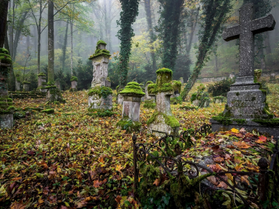 кладбище, листья