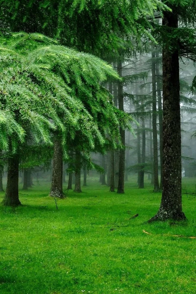 лес, деревья, еловый