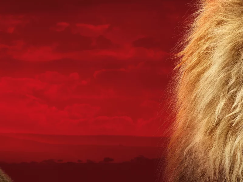 король лев, the lion king, 2019, симба, лев, взгляд, двое, львенок, детеныш, морда, голова, грива