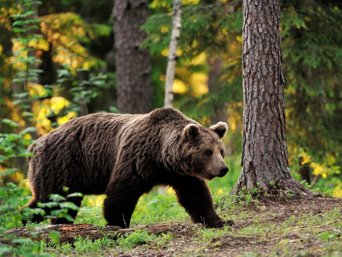 Бурый медведь Центрально Лесной заповедник