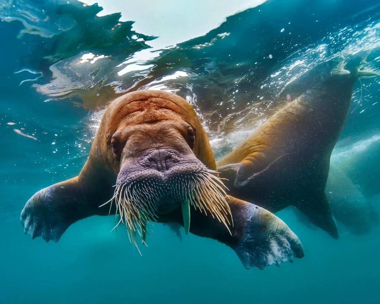 морж, вода