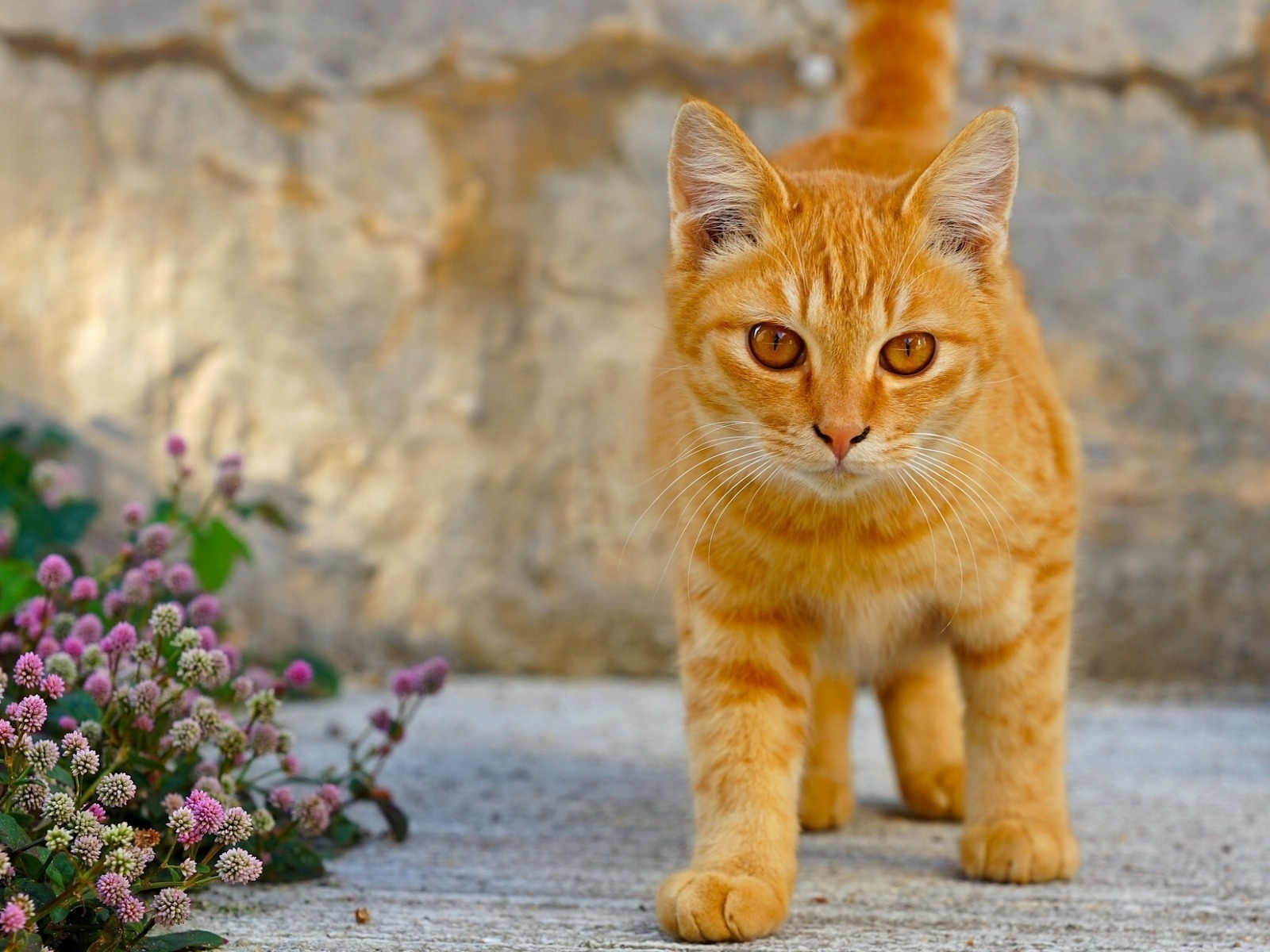 Фотки симбочки. Рыжая кошка. Рыжий кот с янтарными глазами. Рыжий котенок с желтыми глазами. Оранжевая кошка.