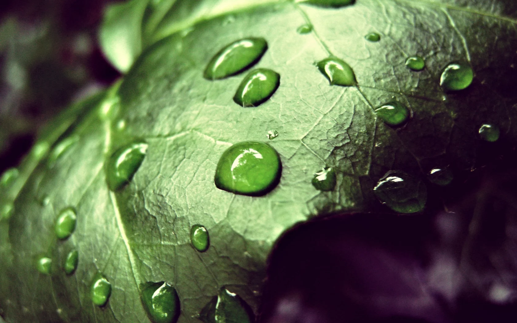 дист, капли