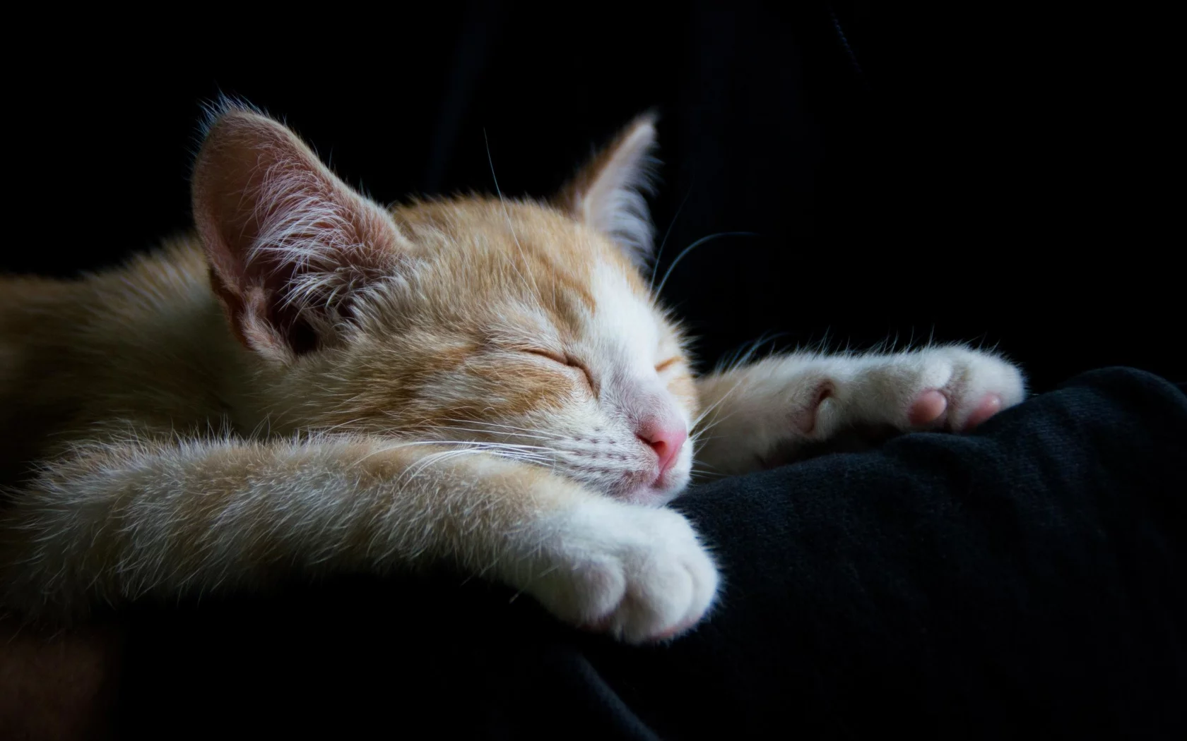 кошка, животные, спит