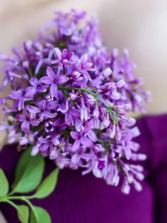 сирень, веточка