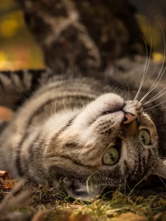 кошка, животные, усы, уши