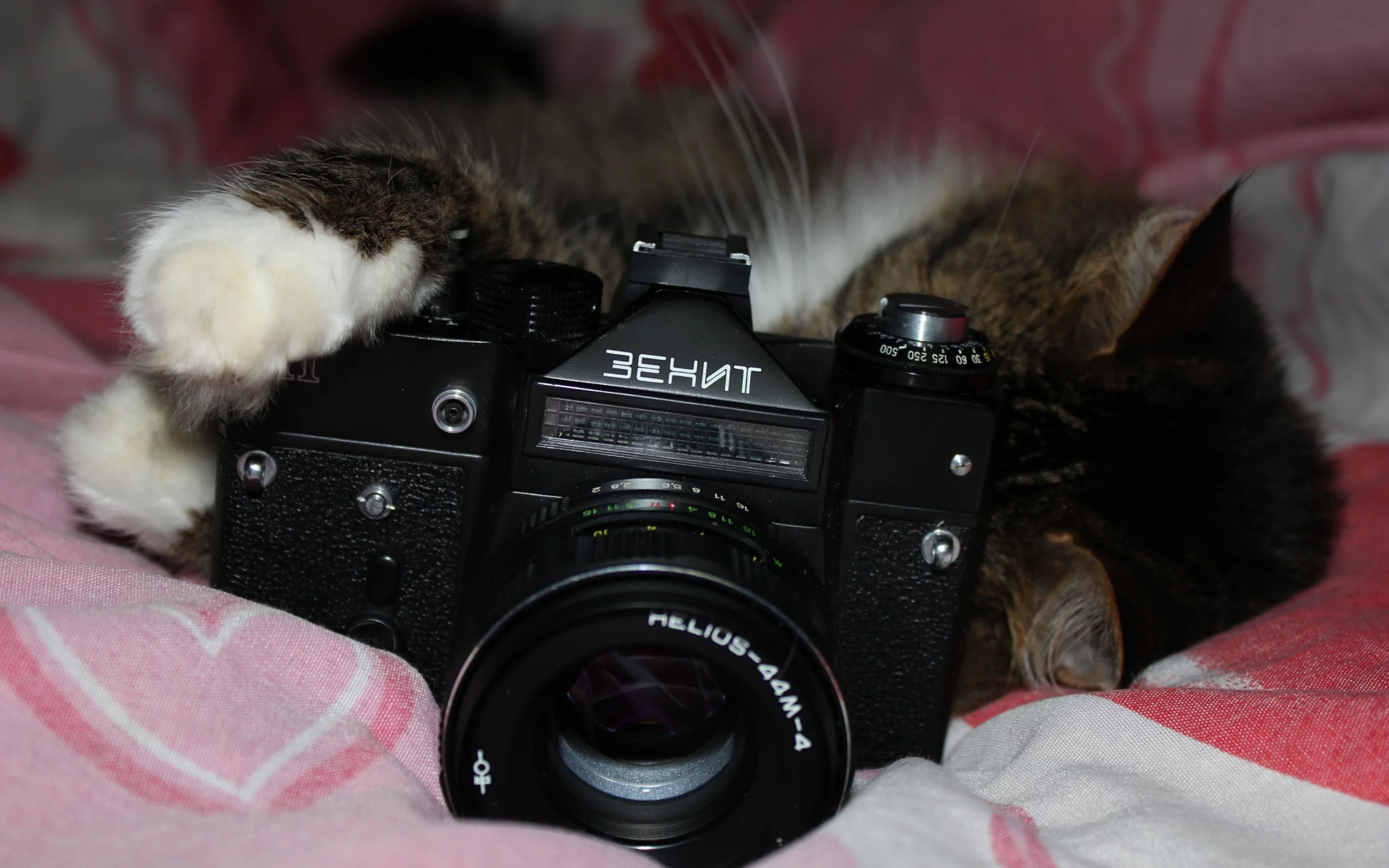 кошка, фотоаппарат