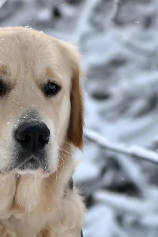 собака, зима