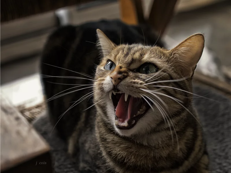 кот, пасть, зубы