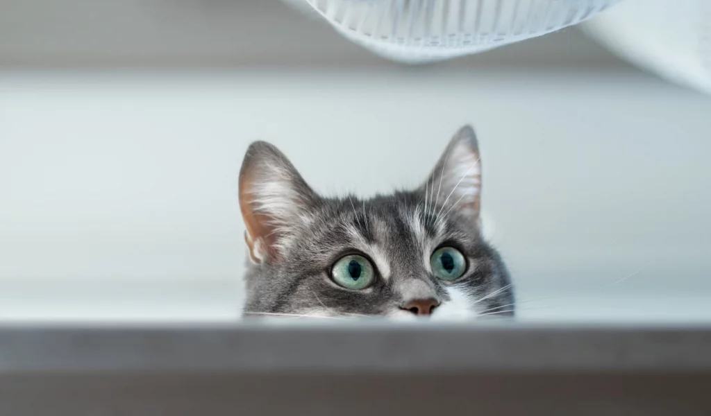 кот, взгляд