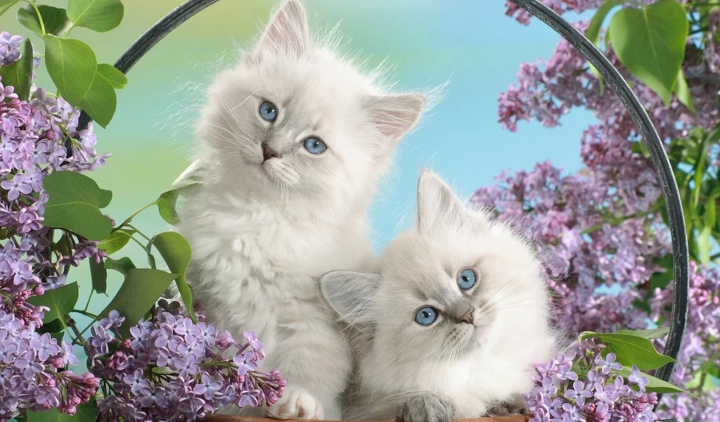 котята, животные, сирень