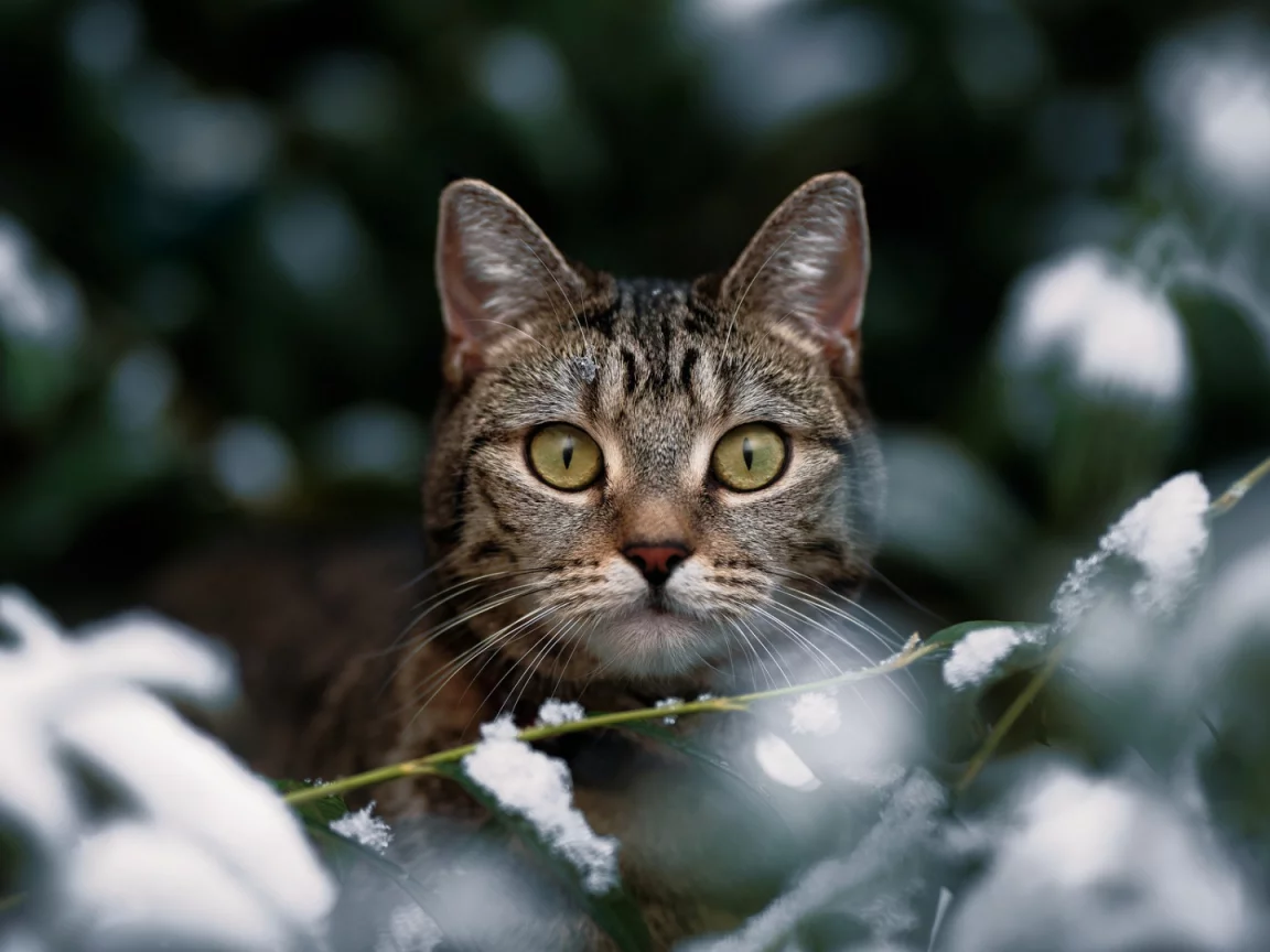 кошка, животные, взгляд
