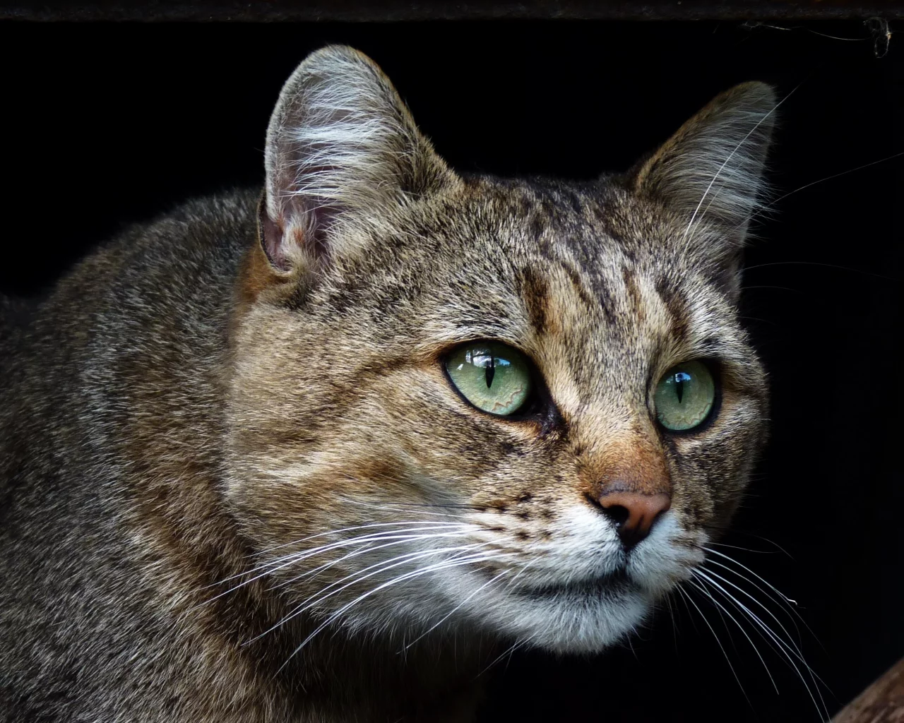 кот, взгляд, усы