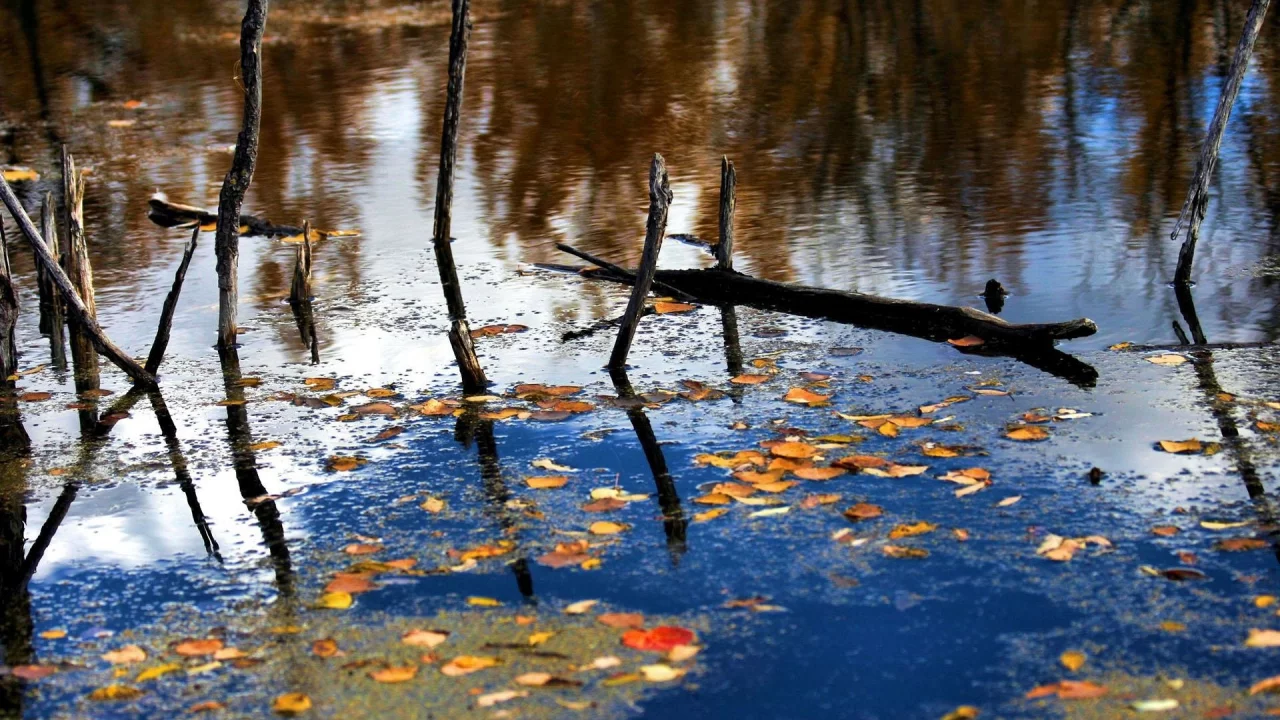 вода, листья, деревья