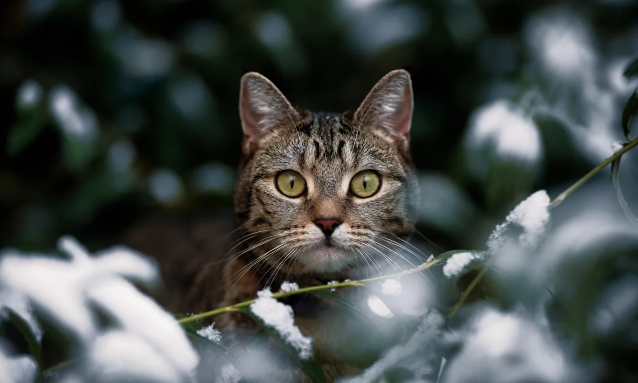 кошка, животные, взгляд