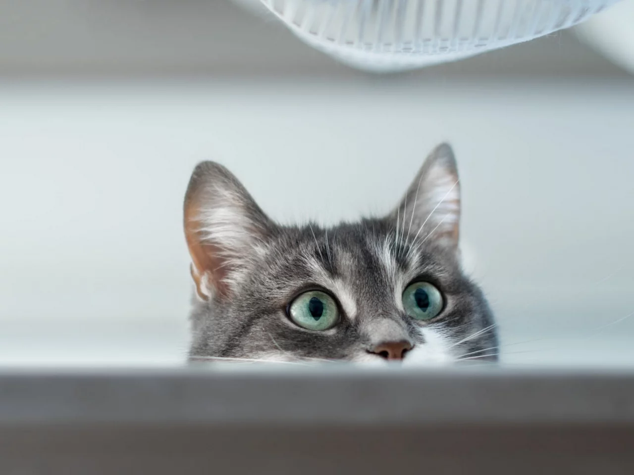 кот, взгляд