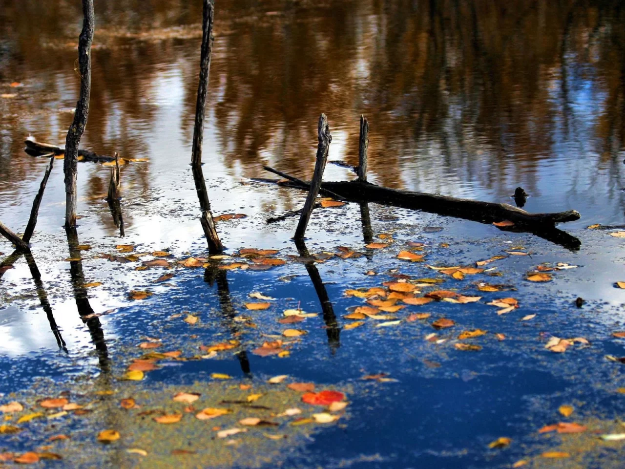 вода, листья, деревья