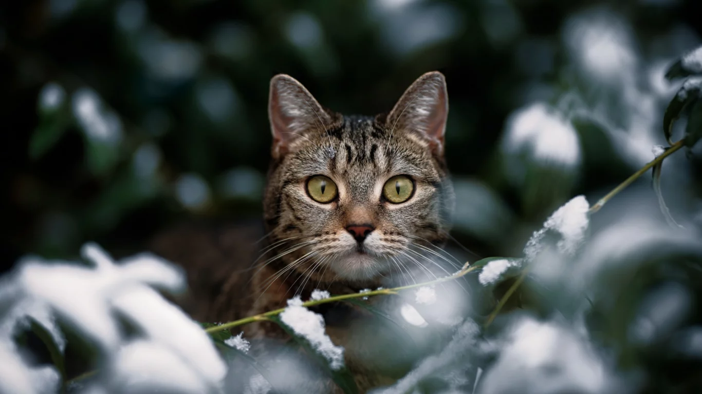 кошка, животные, взгляд