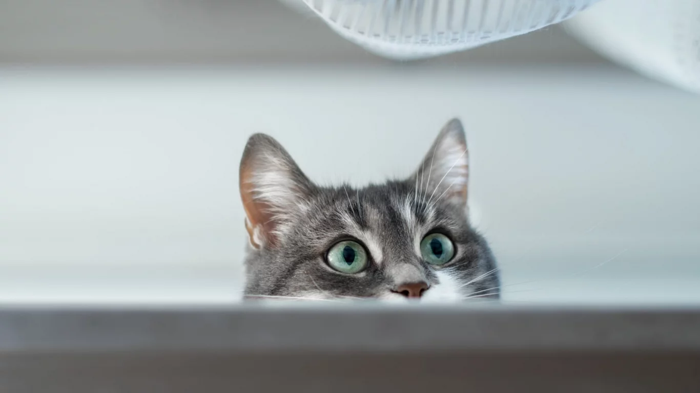 кот, взгляд