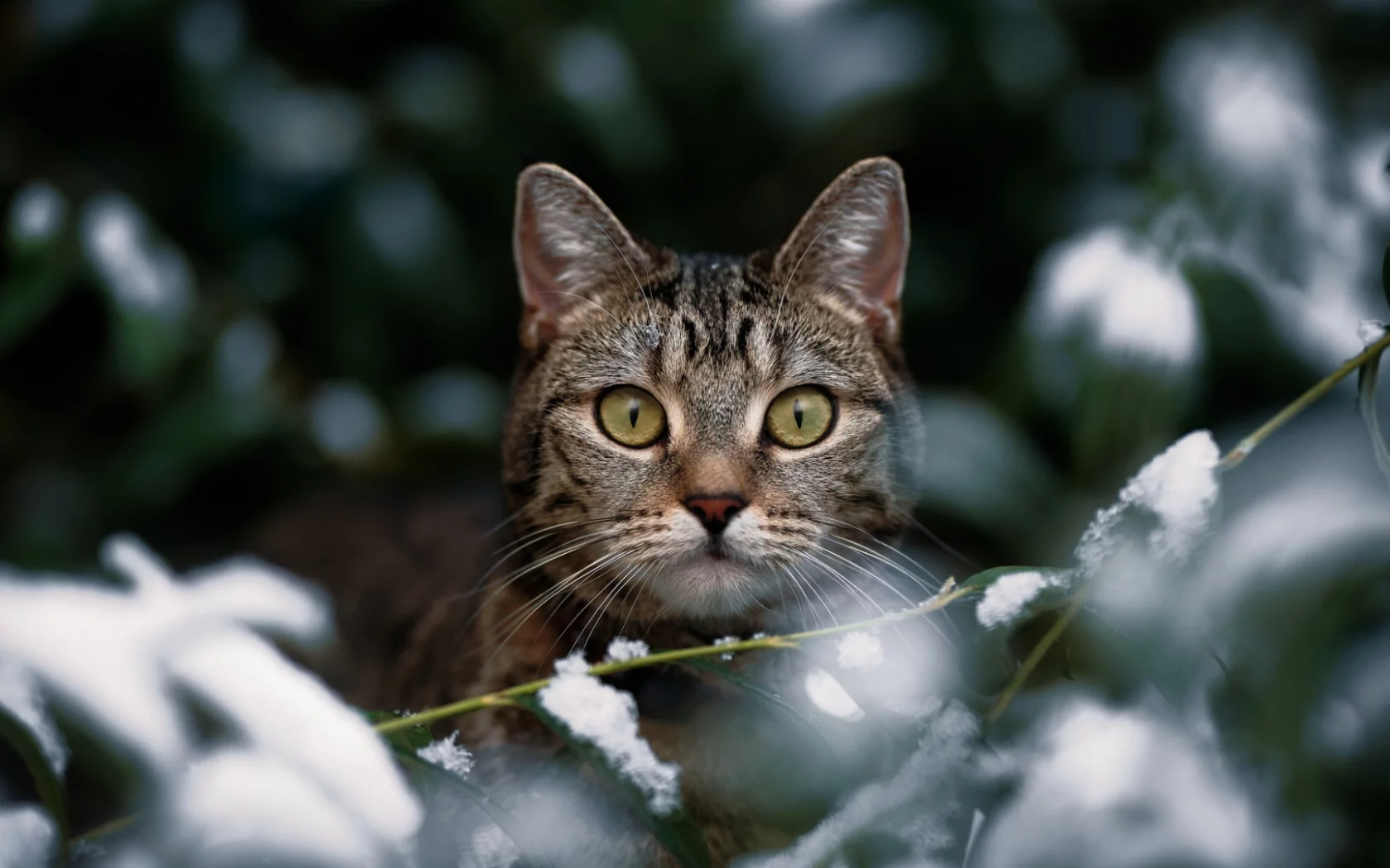 кошка, животные, взгляд