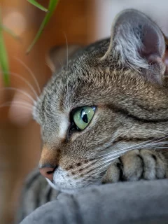 кот, взгляд, усы